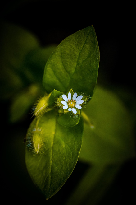 Leaf and Bloom