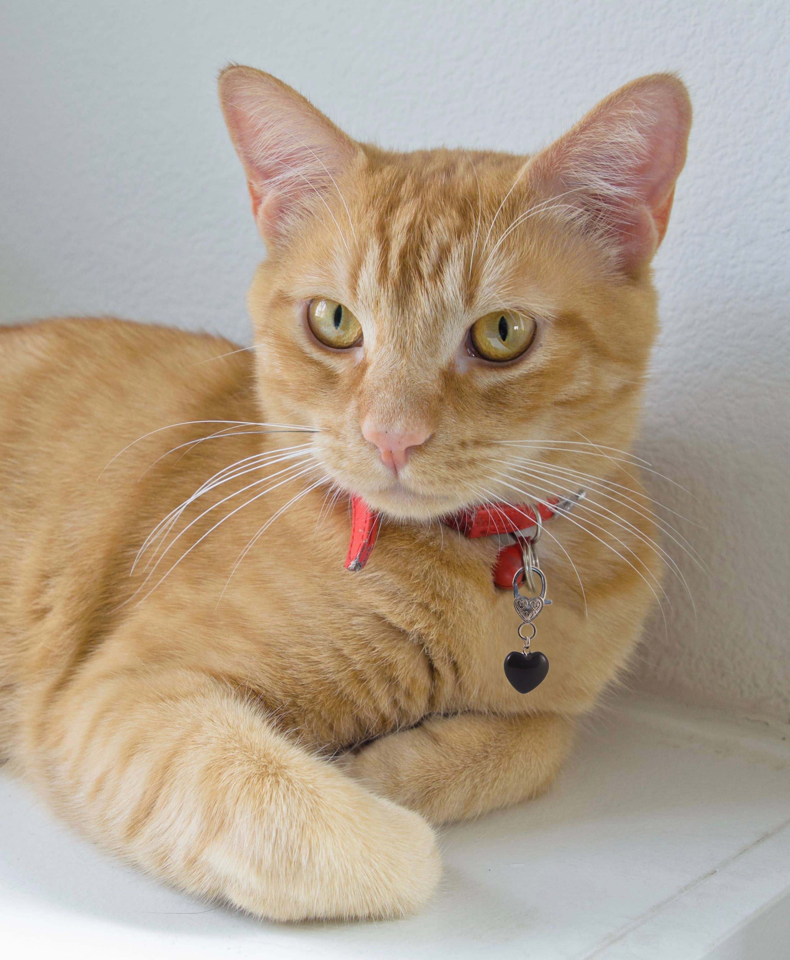 Clarity Black Obsidian Pet Pendant for Crystal Support