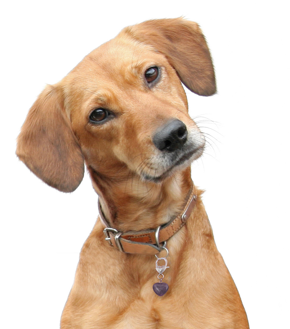 Amethyst Crystal Healing Pet Pendant for Holistic Support-zoom-2