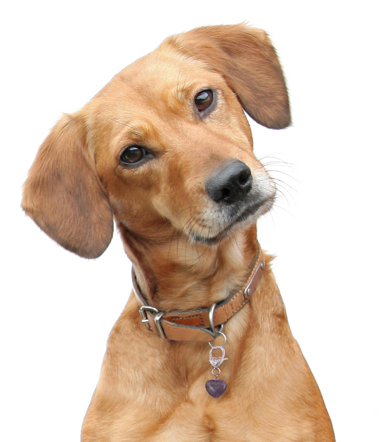 Amethyst Crystal Healing Pet Pendant for Holistic Support-zoom-