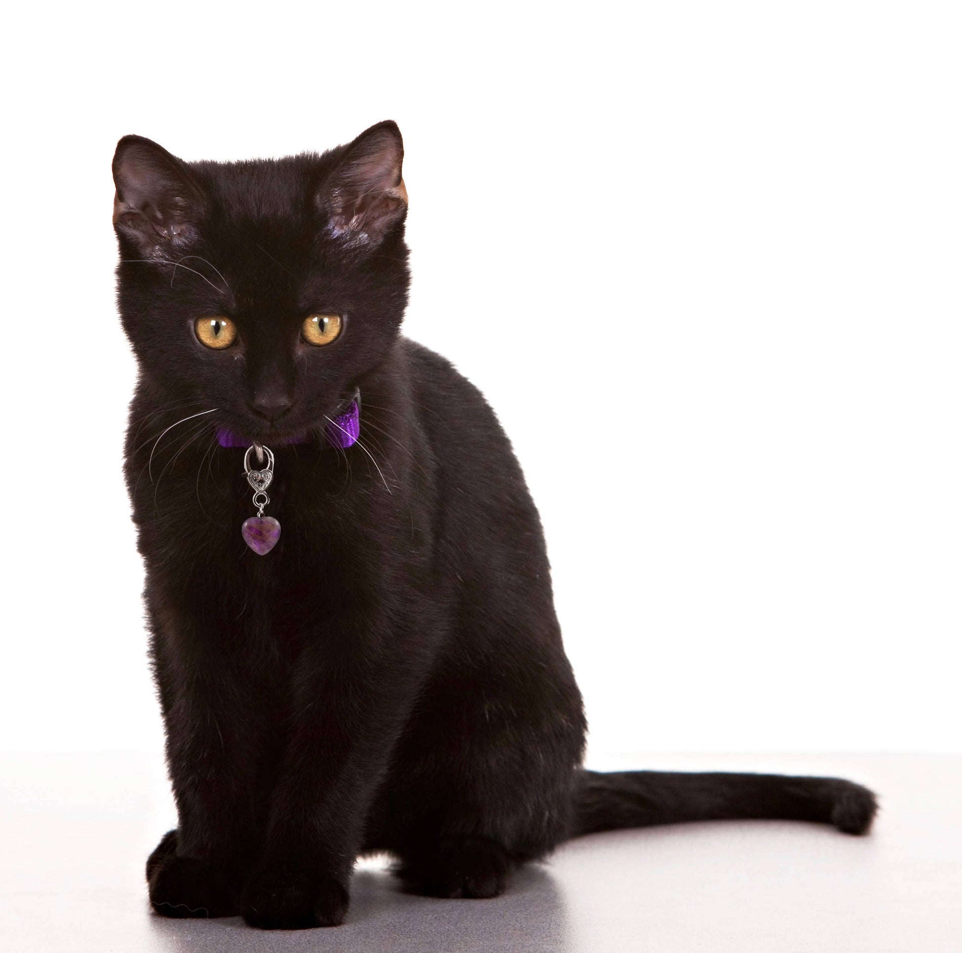 Amethyst Crystal Healing Pet Pendant for Holistic Support-3