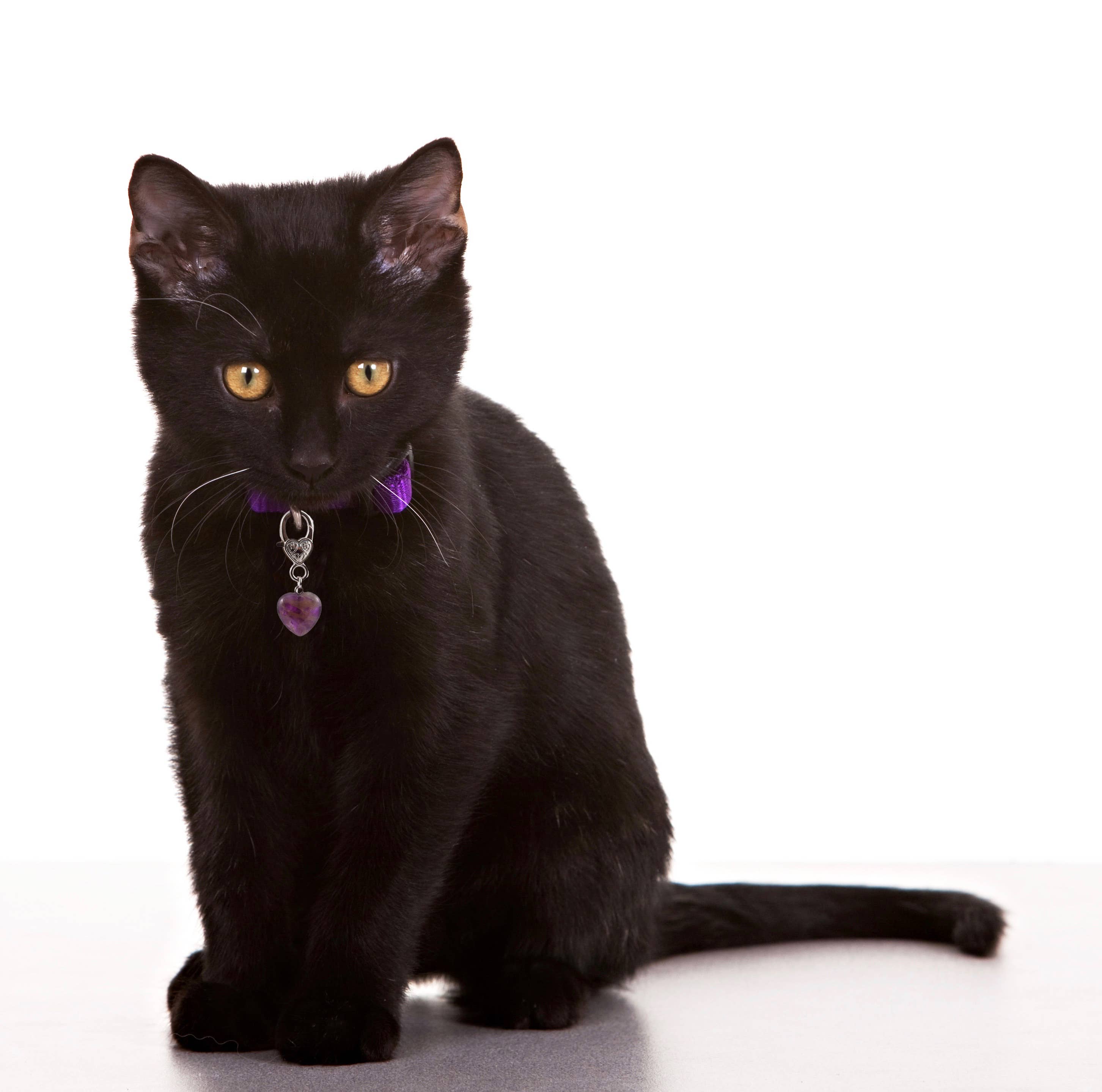 Amethyst Crystal Healing Pet Pendant for Holistic Support-zoom-3