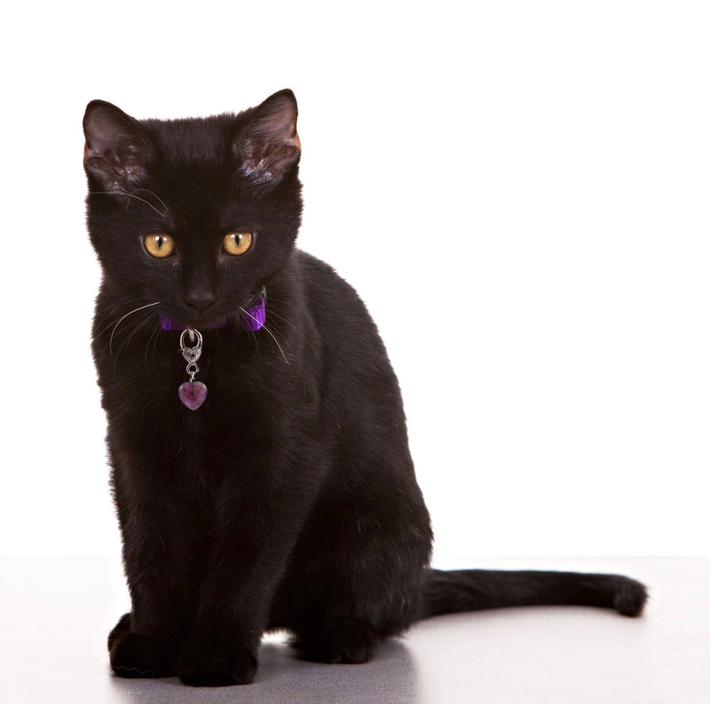 Amethyst Crystal Healing Pet Pendant for Holistic Support-zoom-